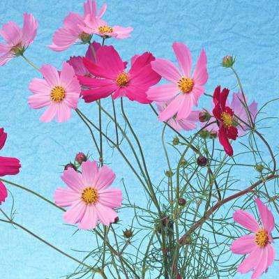 2023澳门资料大全正版下载手机版